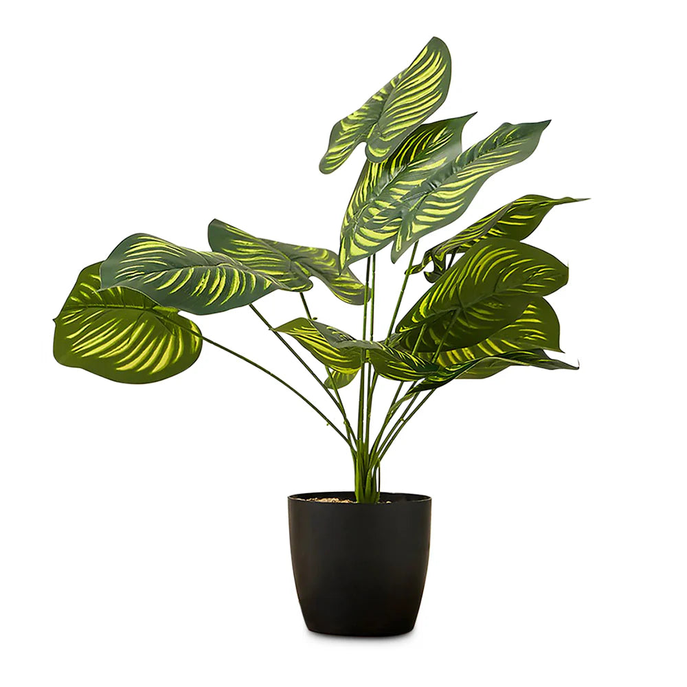 Artificial Calathea Orbifolia Plant for Home and Office Decor Gifting Natural Looking Indoor and Outdoor Ornamental Plant for Interior Balcony Decoration (With Pot)